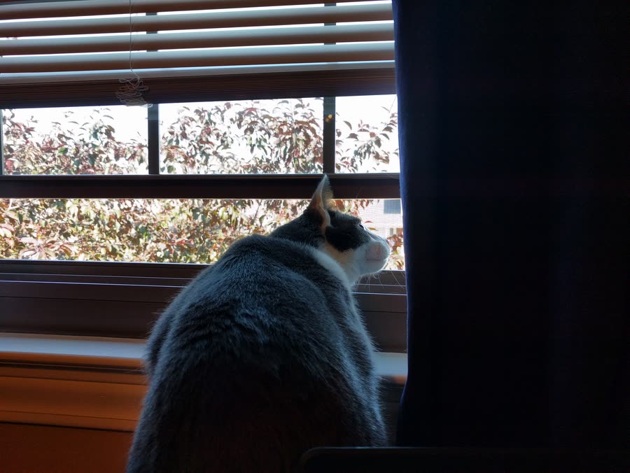 birdwatching