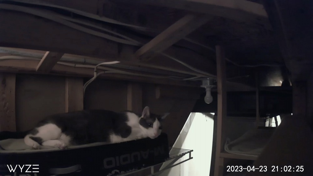 Tucked away high in his favorite basement hiding space.