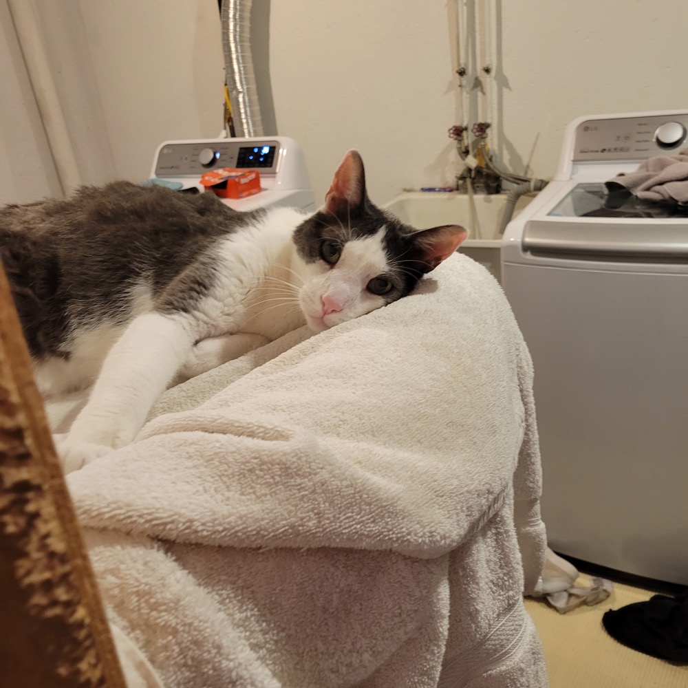 Sleeping comfortably on his bin in the basement.