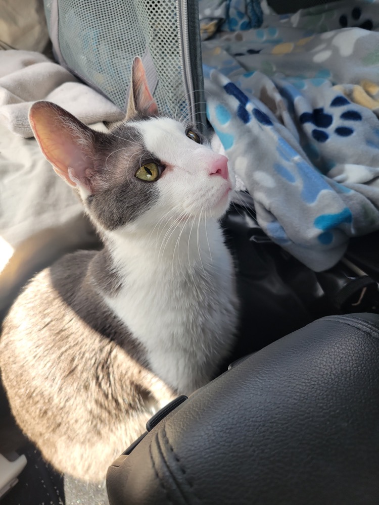 Vader in the car, ready for whatever came next.
