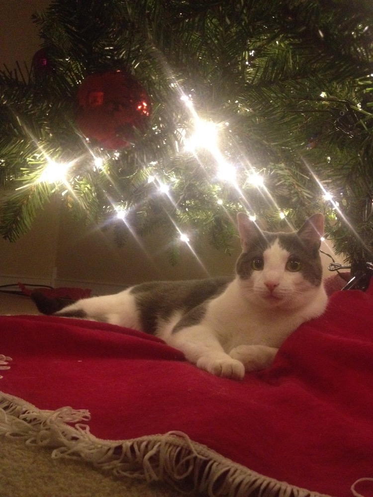 Christmas tree security was a seasonal responsibility.