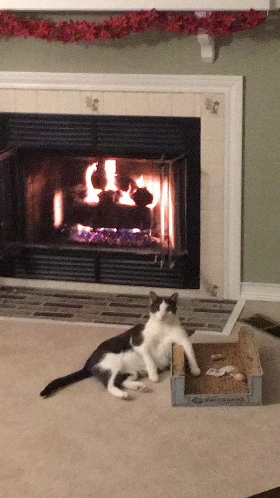 Claiming the warmest seat beside the fireplace.