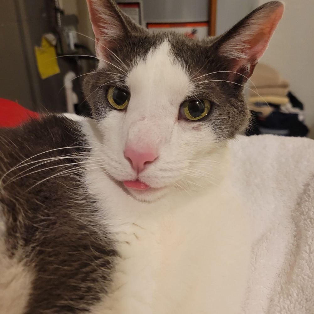 A wonderfully undignified moment from a very dignified cat.