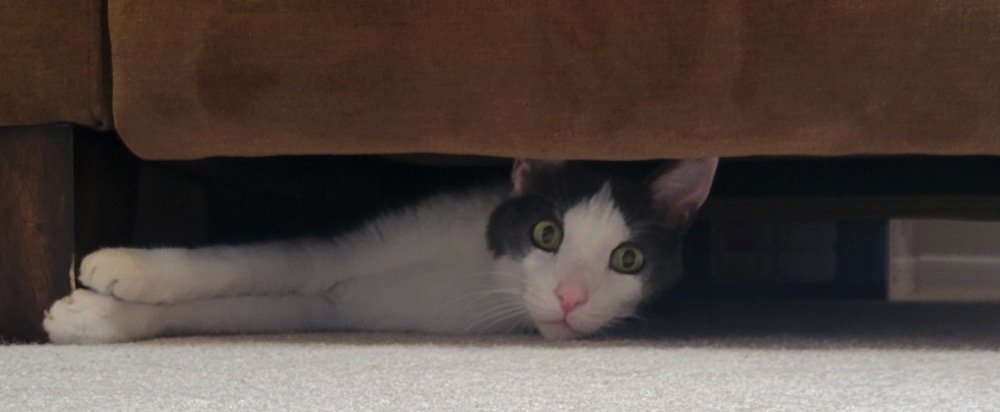 An expert hiding place, provided nobody looked directly at him.