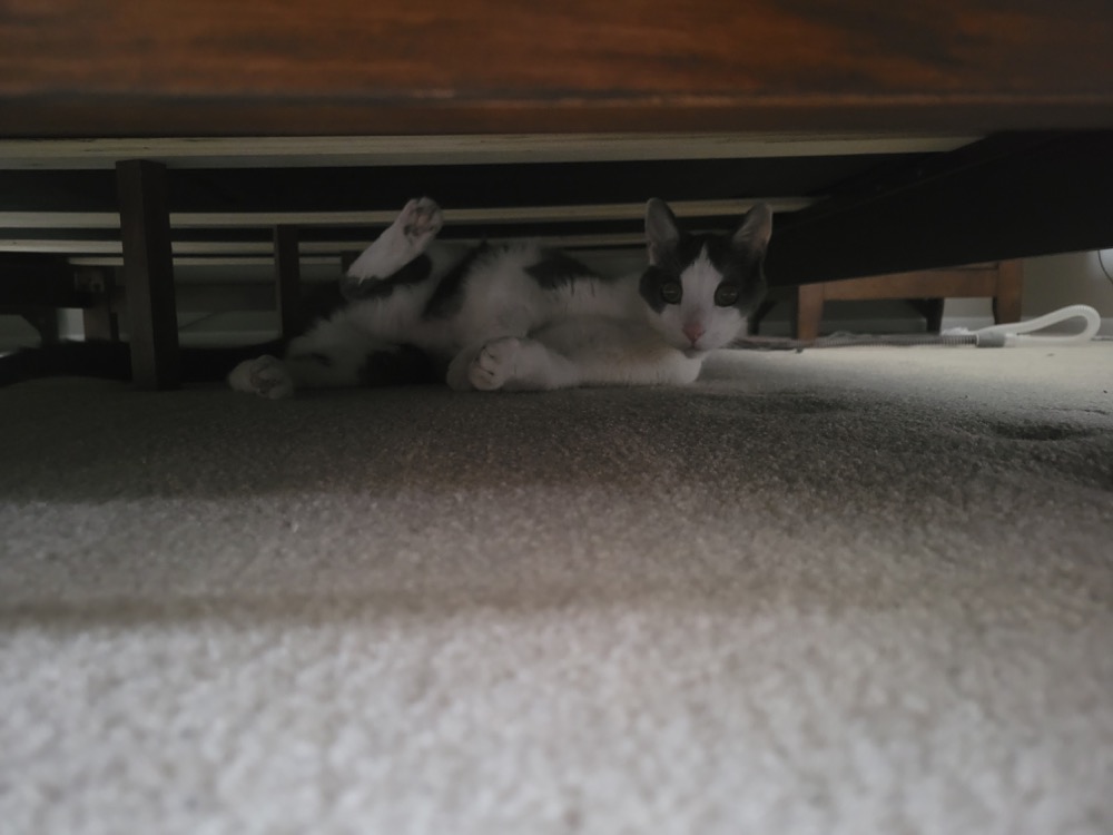 Further research into the limits of feline invisibility.