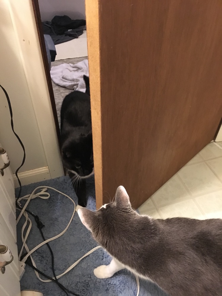 Vader and Lena holding an important bathroom conference.