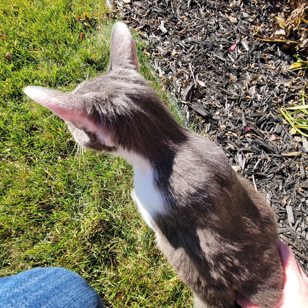 Patrolling the outdoor edge of his kingdom.