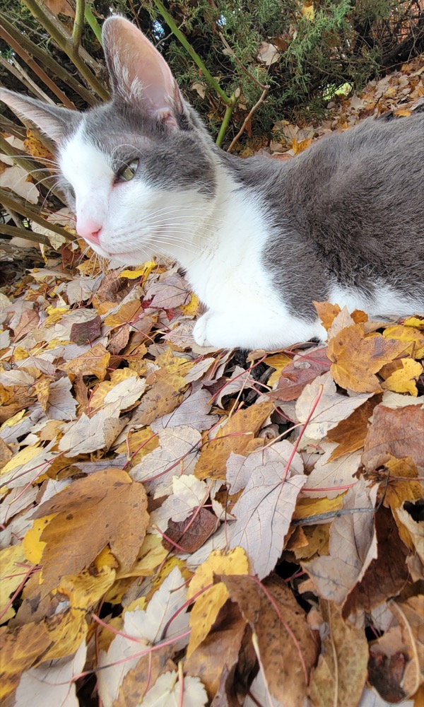 Enjoying the yard without lowering his standards.