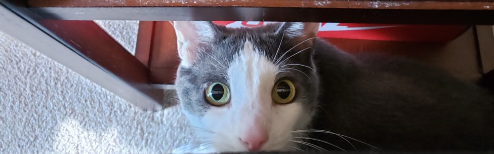 Peeking around the corner to assess the situation.