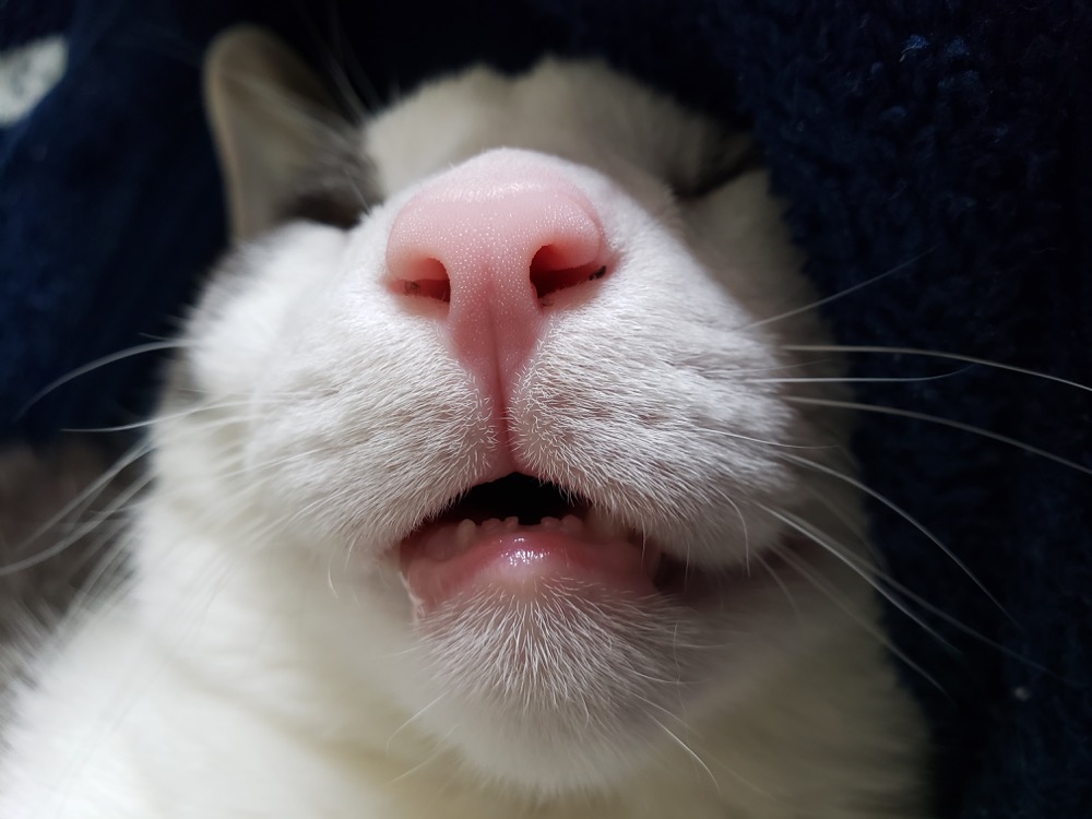 Safe, warm, and deeply asleep.
