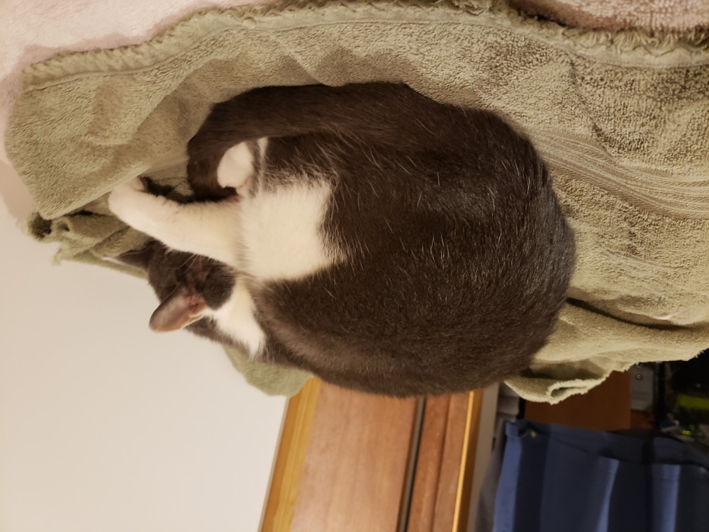Resting with the confidence of a cat who owned everything.