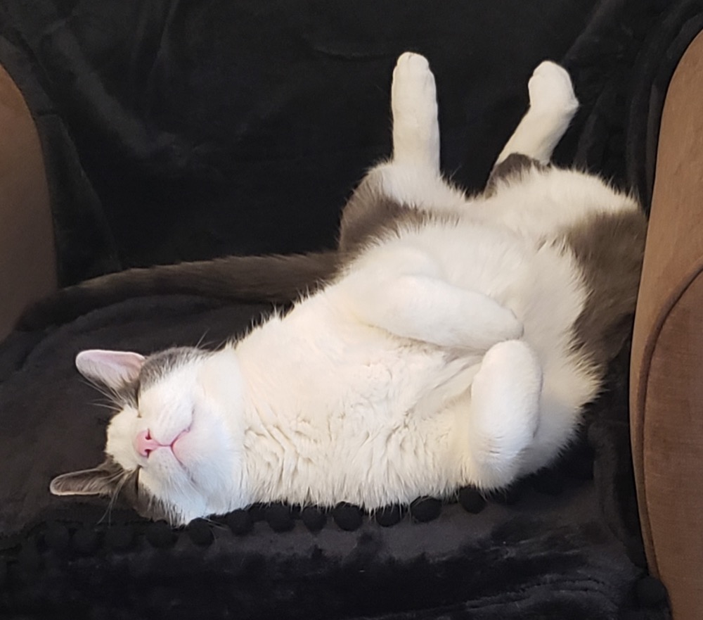 Another afternoon devoted to advanced napping.