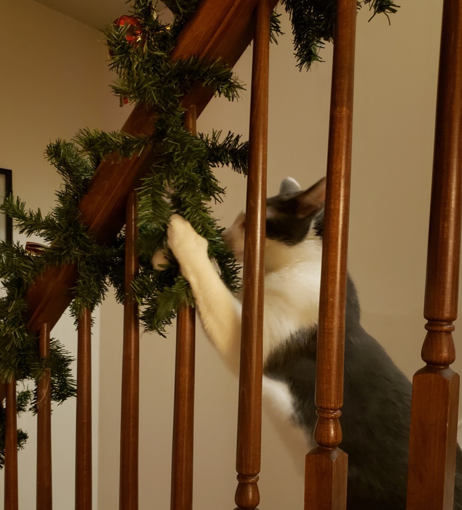 Pausing on the stairs to monitor household traffic.