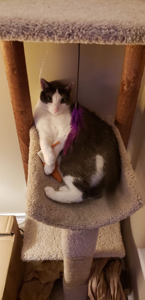 Relaxing indoors in his favorite spot on the cat tree.