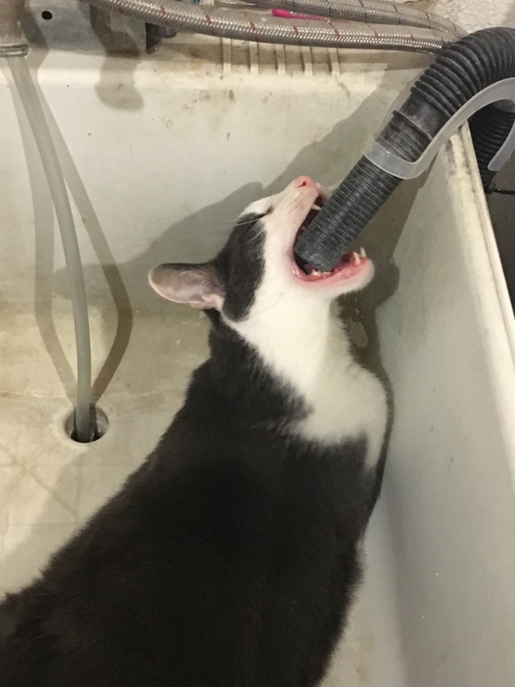 Examining the washer drain with unnecessary but admirable commitment.