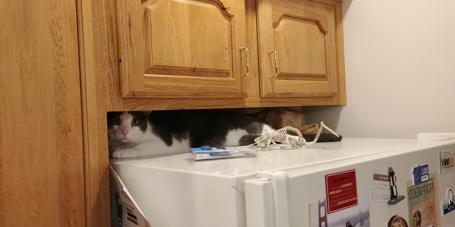 fridge 1