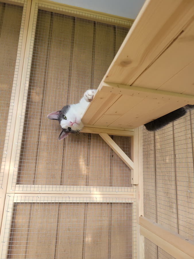 Vader catio 1