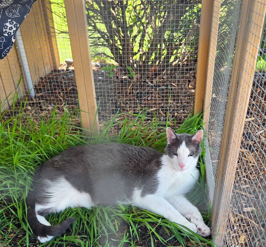 Vader catio 2