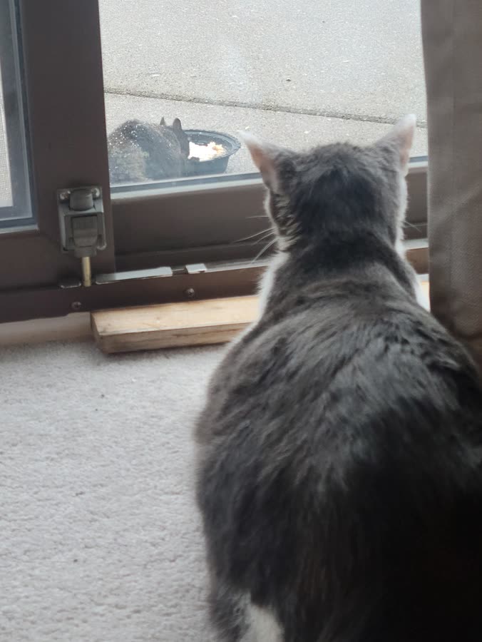 Vader hunter 1