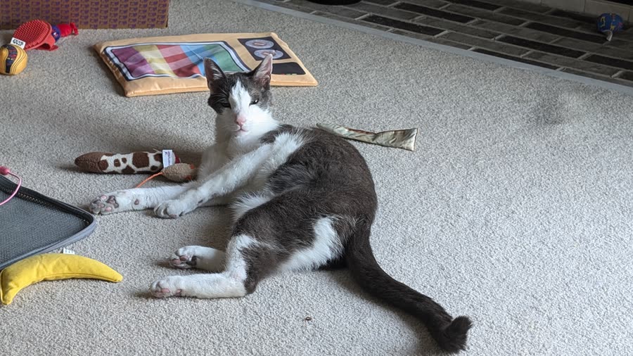 Vader laying 1