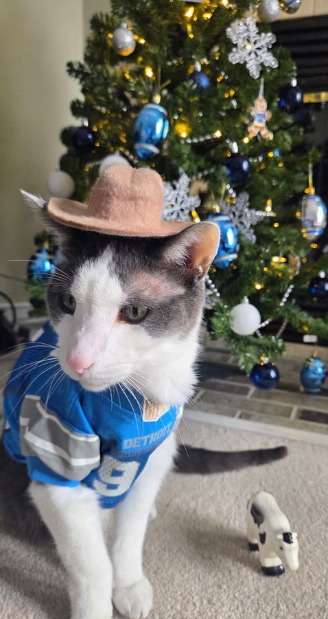 Vader lions 4