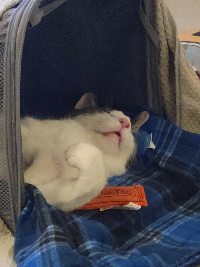 Vader sleeping 6