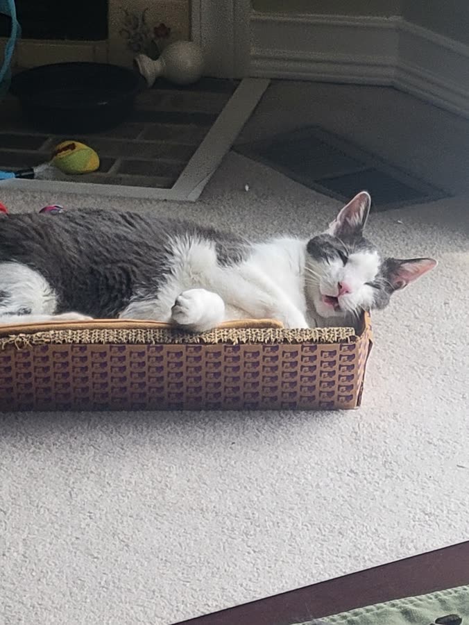 Vader sleeping 6